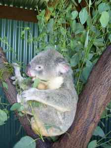 Far North Queensland