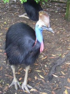 Far North Queensland