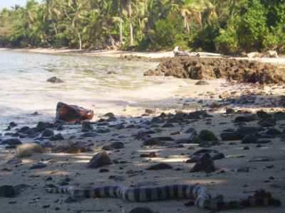 Tavewa Island