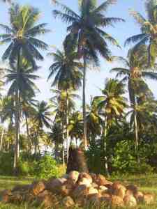 Nacula Island