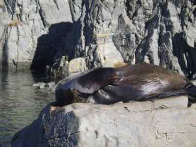 Red Rocks Coastal Walk (Wellington)