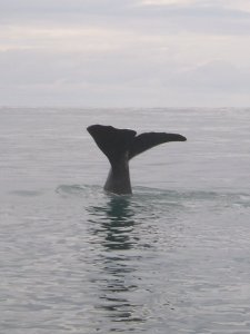 Kaikoura