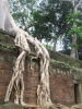 Tempels van Angkor, Cambodja